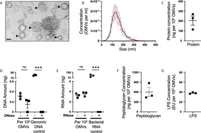 Bacteroides fragilis outer membrane vesicles preferentially activate innate immune receptors compared to their parent bacteria